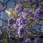 Jacaranda blossoms on Reforma avenue