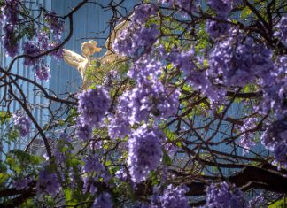 Jacaranda blossoms on Reforma avenue