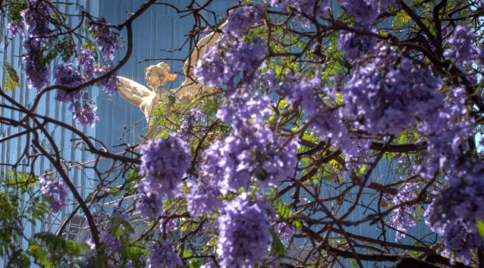 Jacaranda blossoms on Reforma avenue