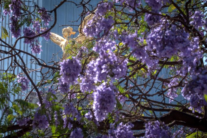 Jacaranda blossoms on Reforma avenue