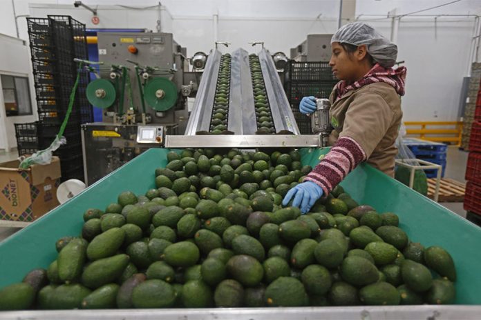 Worker in avocado processing plant standing by a large conveyer belt of avocados moving past him.