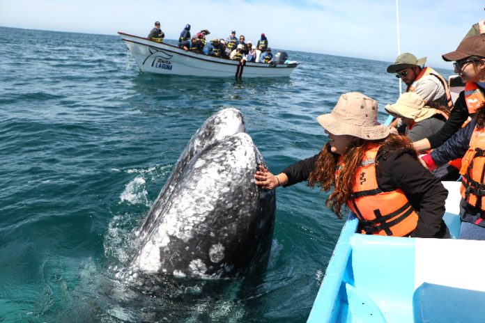 969196_Ballena Gris-Guerrero Negro-8_impreso_850 A gray whale surfaces near a boat in the waters off Mulegé, Baja California Sur